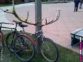 /album/zabavne-obrazky/funny-bike-with-antlers-jpg/